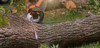 How Our Tree Care Process Works  in  Neptune Beach, FL