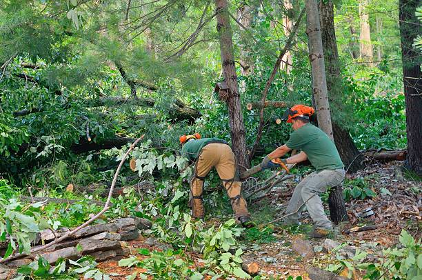 Professional Tree Services in Neptune Beach, FL